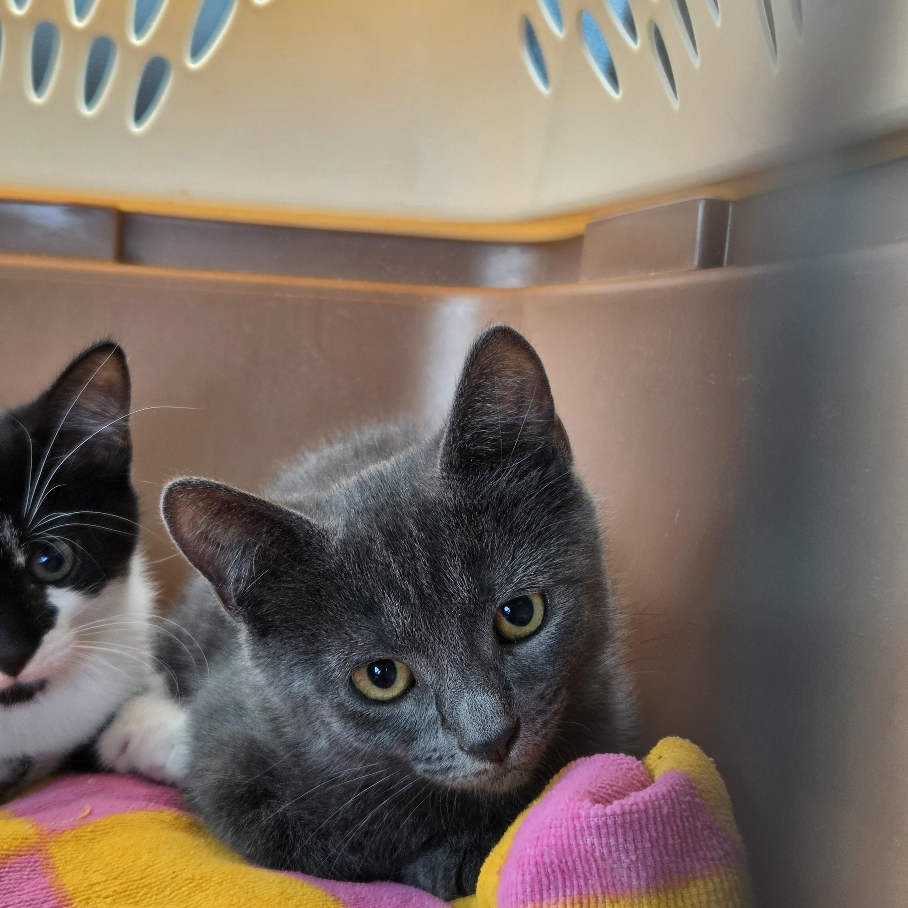 Enlarge Agnes, a Adopted Domestic Short Hair in Wantage, NJ image 2/6
