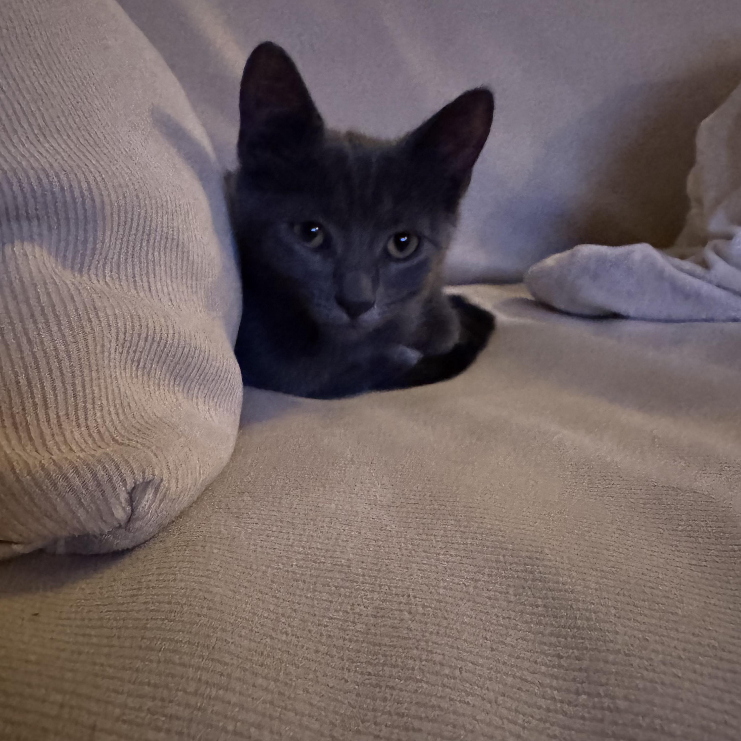 Enlarge Agnes, a Adopted Domestic Short Hair in Wantage, NJ image 6/6