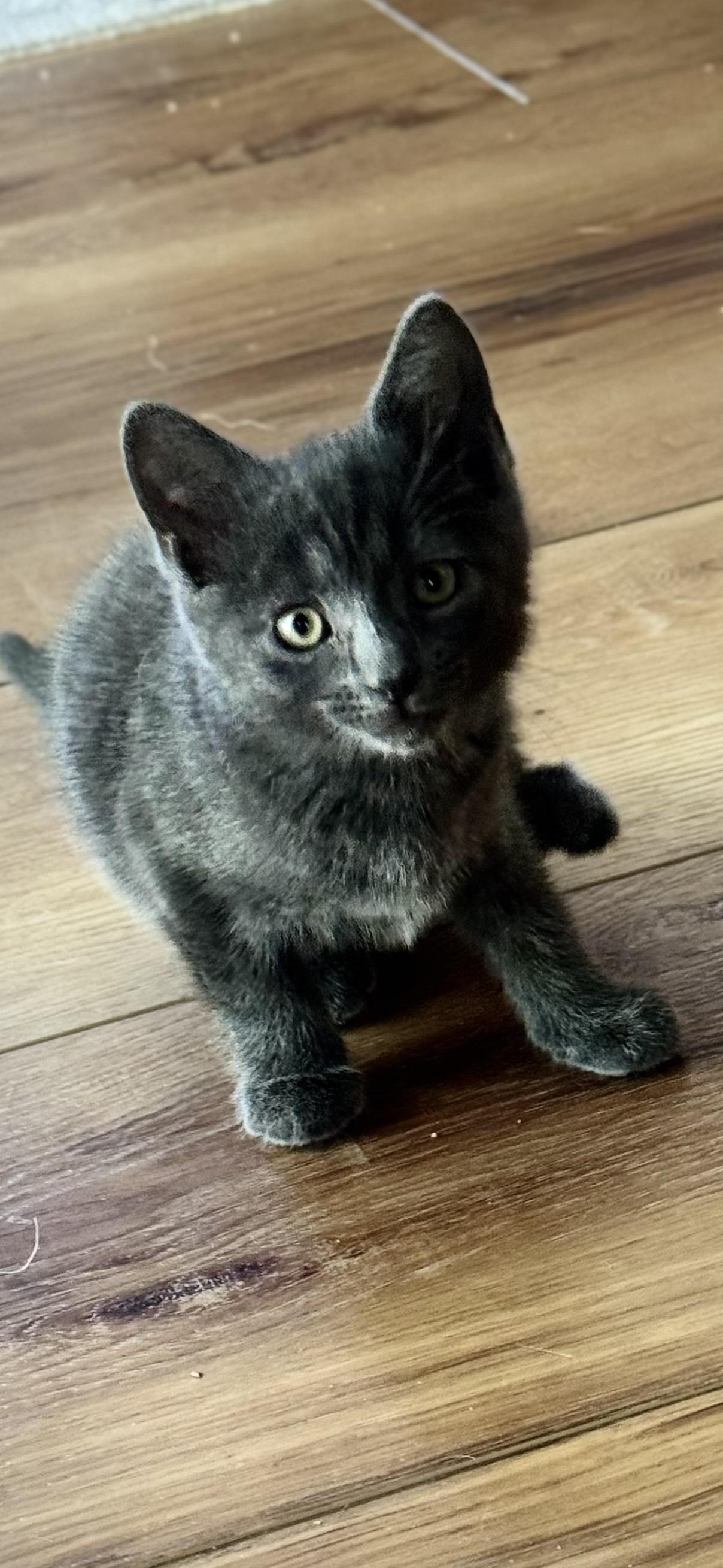 Enlarge Agnes, a Adopted Domestic Short Hair in Wantage, NJ image 3/6