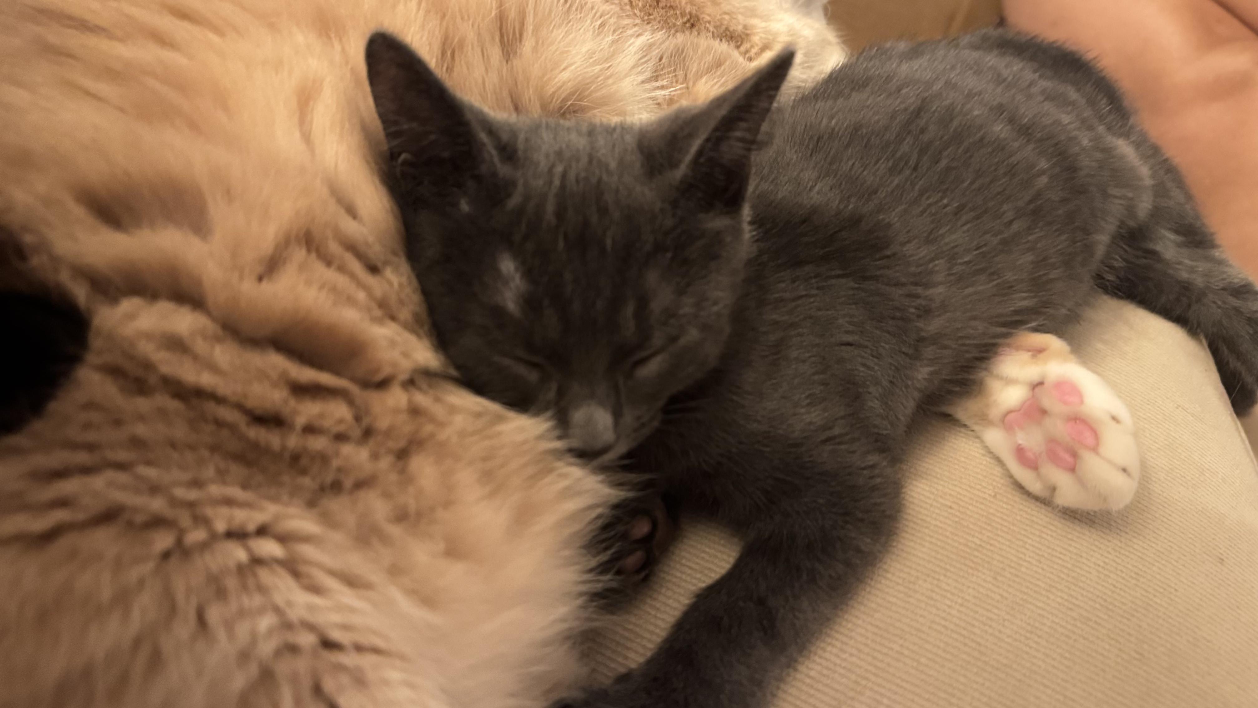 Enlarge Agnes, a Adopted Domestic Short Hair in Wantage, NJ image 5/6