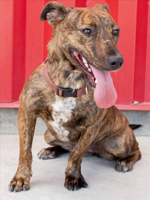 Enlarge BLAIR, a Adoptable mixed breed in Tracy, CA image 1/1