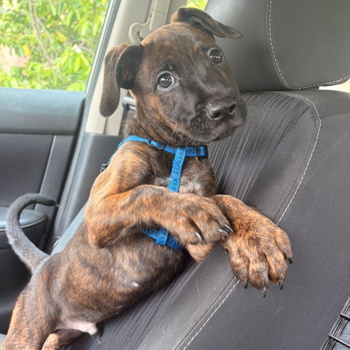 Mako, an adopted Mixed Breed in Thornhill, ON image 4/6