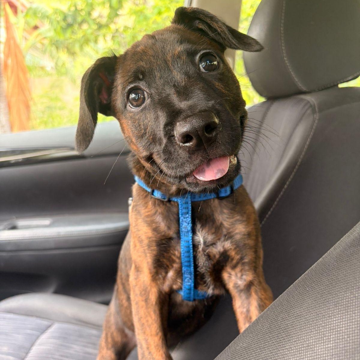 Mako, adopted, Puppy Male Mixed Breed.