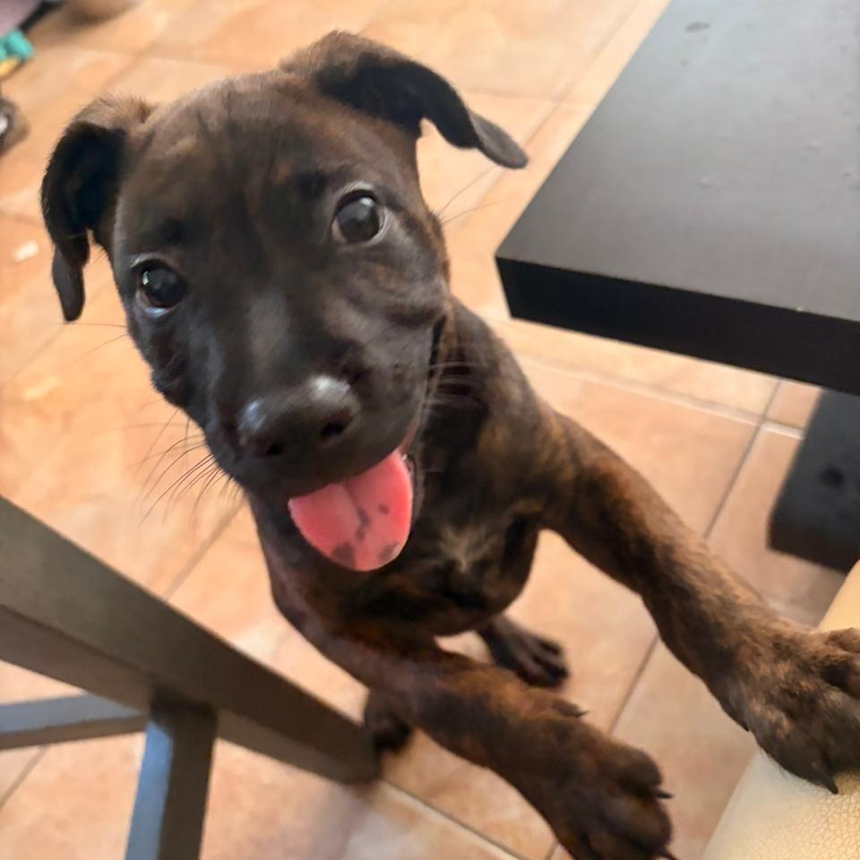 Mako, an adopted Mixed Breed in Thornhill, ON image 5/6