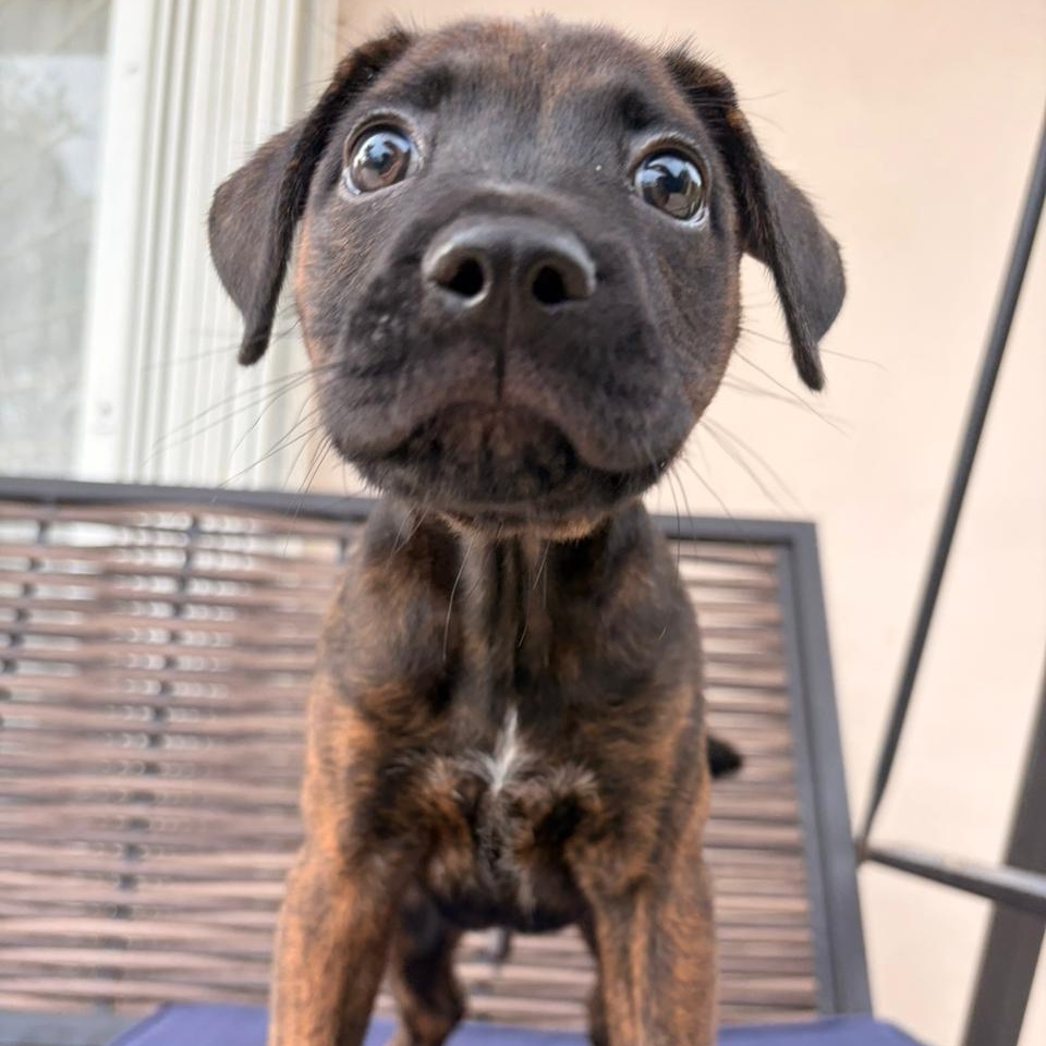 Mako, an adopted Mixed Breed in Thornhill, ON image 3/6