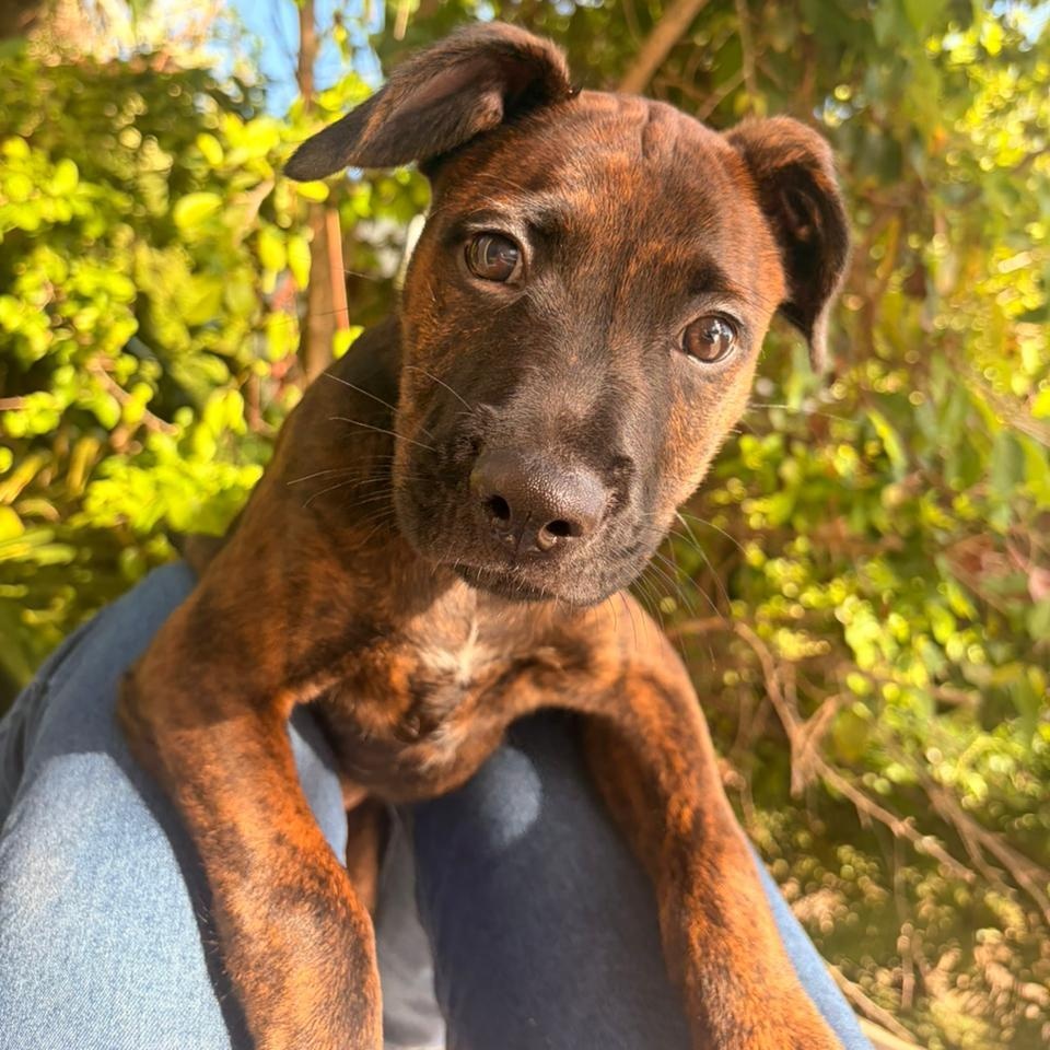 Mako, an adopted Mixed Breed in Thornhill, ON image 2/6