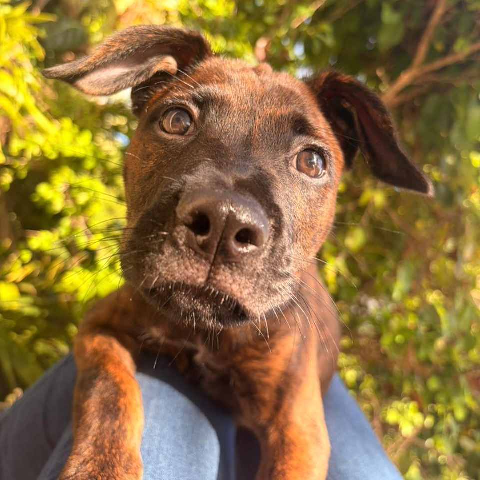 Mako, an adopted Mixed Breed in Thornhill, ON image 6/6