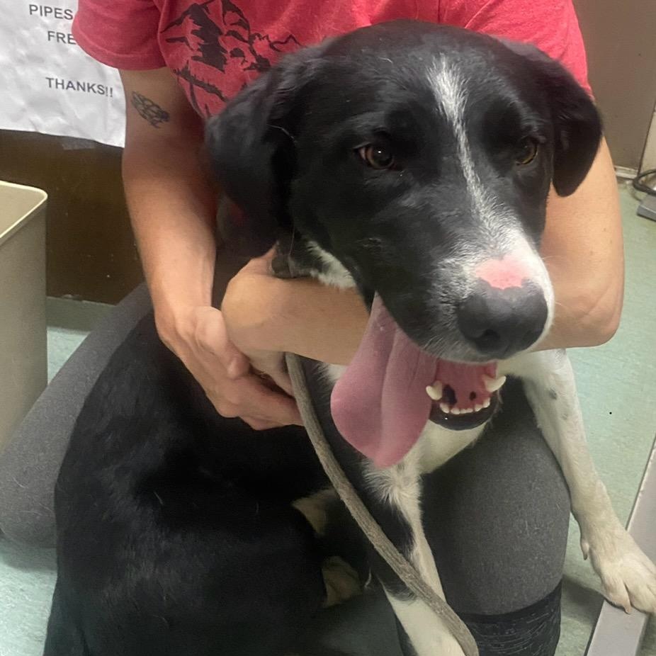Wallen, an adoptable Mixed Breed in Craig, CO, 81625 | Photo Image 1
