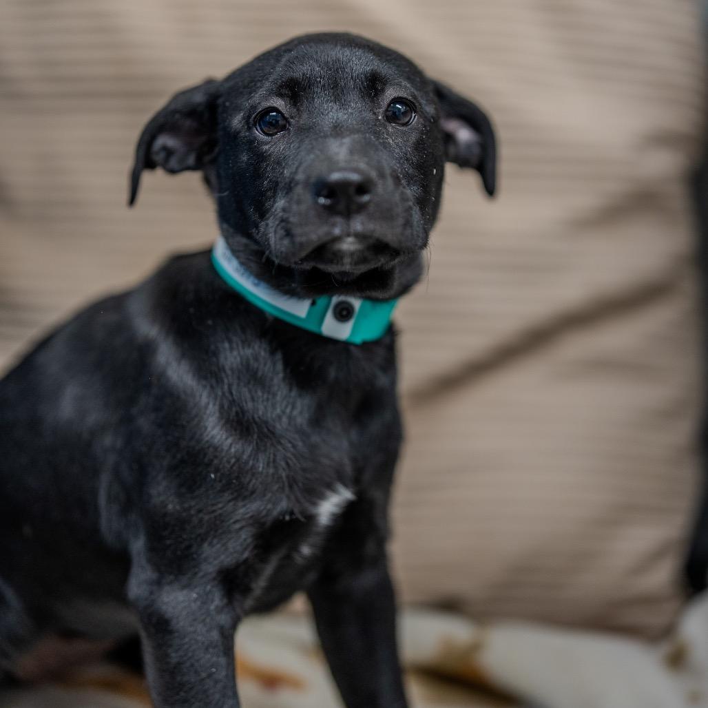 Enlarge Gia, a Adoptable mixed breed in Pawling, NY image 1/6