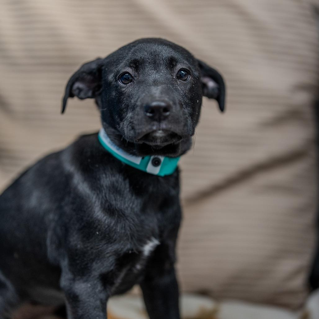 Enlarge Gia, a Adoptable mixed breed in Pawling, NY image 2/6