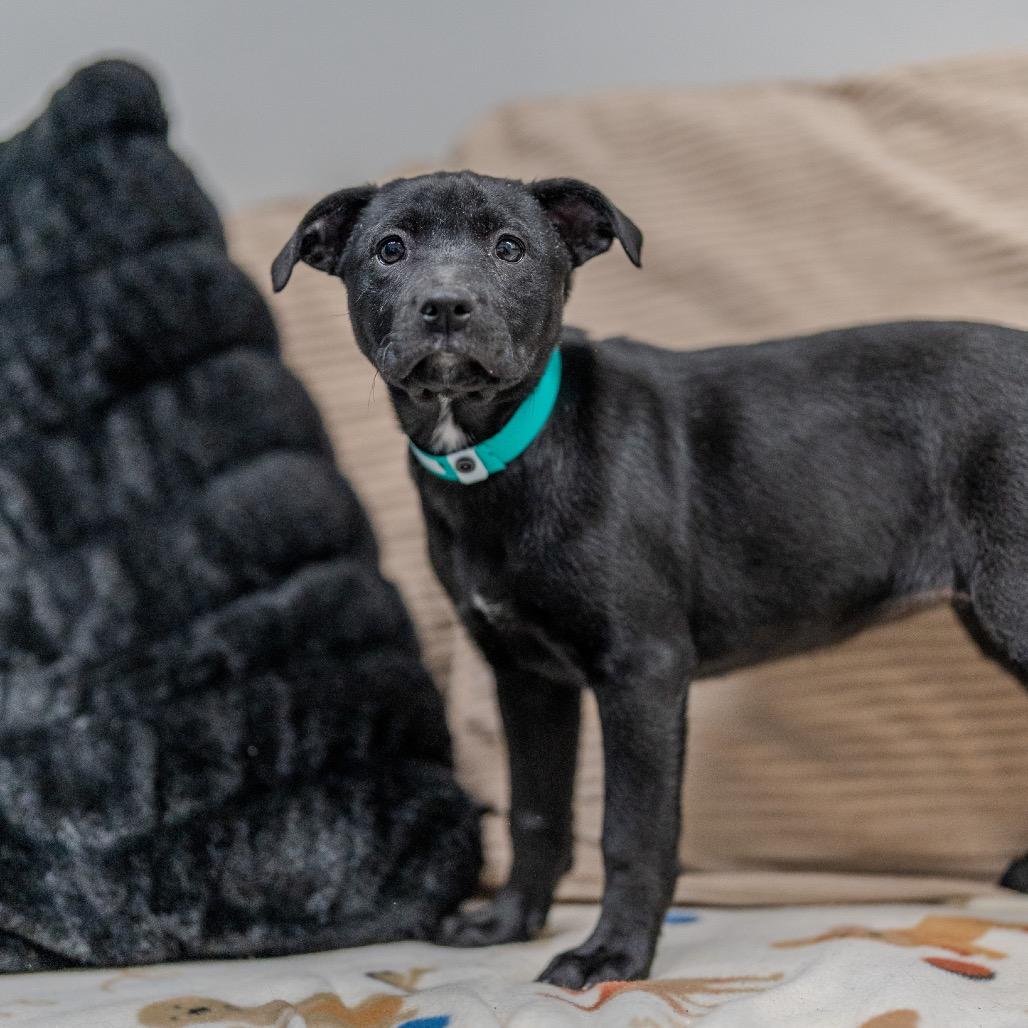 Enlarge Gia, a Adoptable mixed breed in Pawling, NY image 3/6