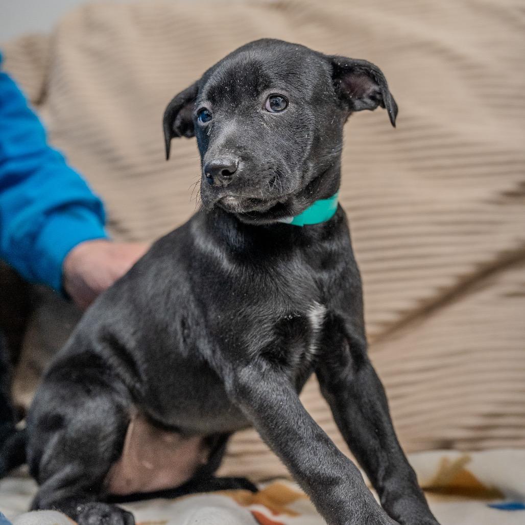 Enlarge Gia, a Adoptable mixed breed in Pawling, NY image 4/6