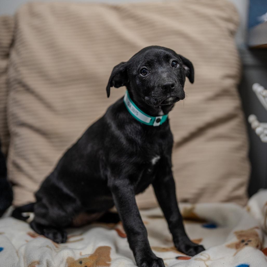 Enlarge Gia, a Adoptable mixed breed in Pawling, NY image 5/6