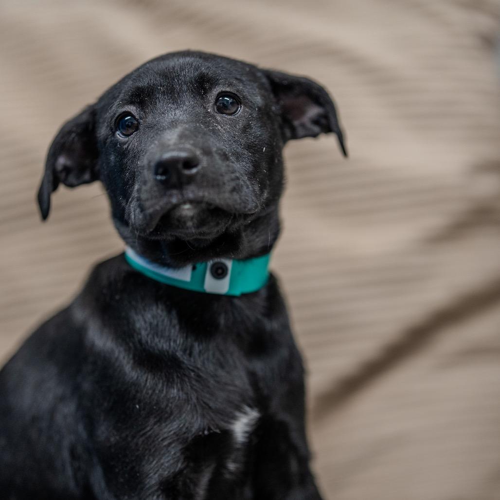 Enlarge Gia, a Adoptable mixed breed in Pawling, NY image 6/6