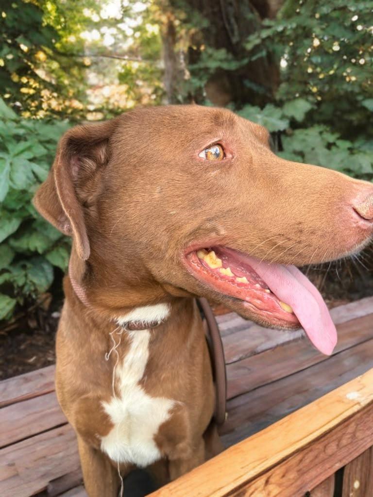 Enlarge O'Henry, a Adoptable mixed breed in Austin, TX image 4/6