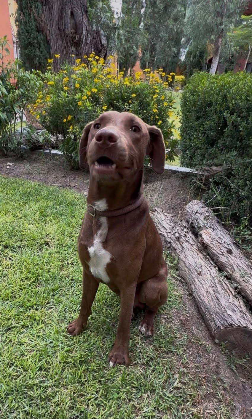 Enlarge O'Henry, a Adoptable mixed breed in Austin, TX image 5/6