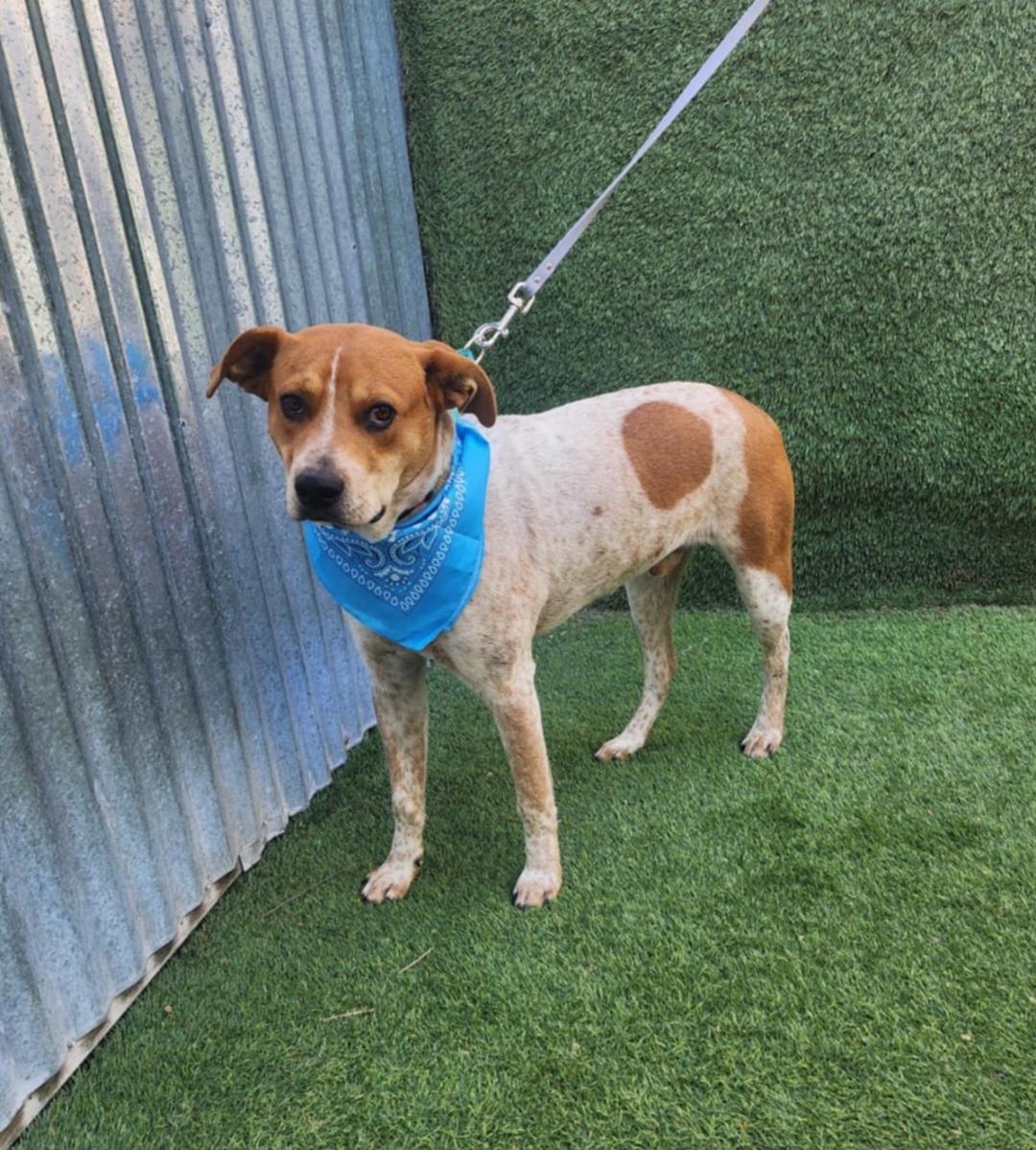 Pumba - MD, Adoptable, Adult Male Australian Shepherd.