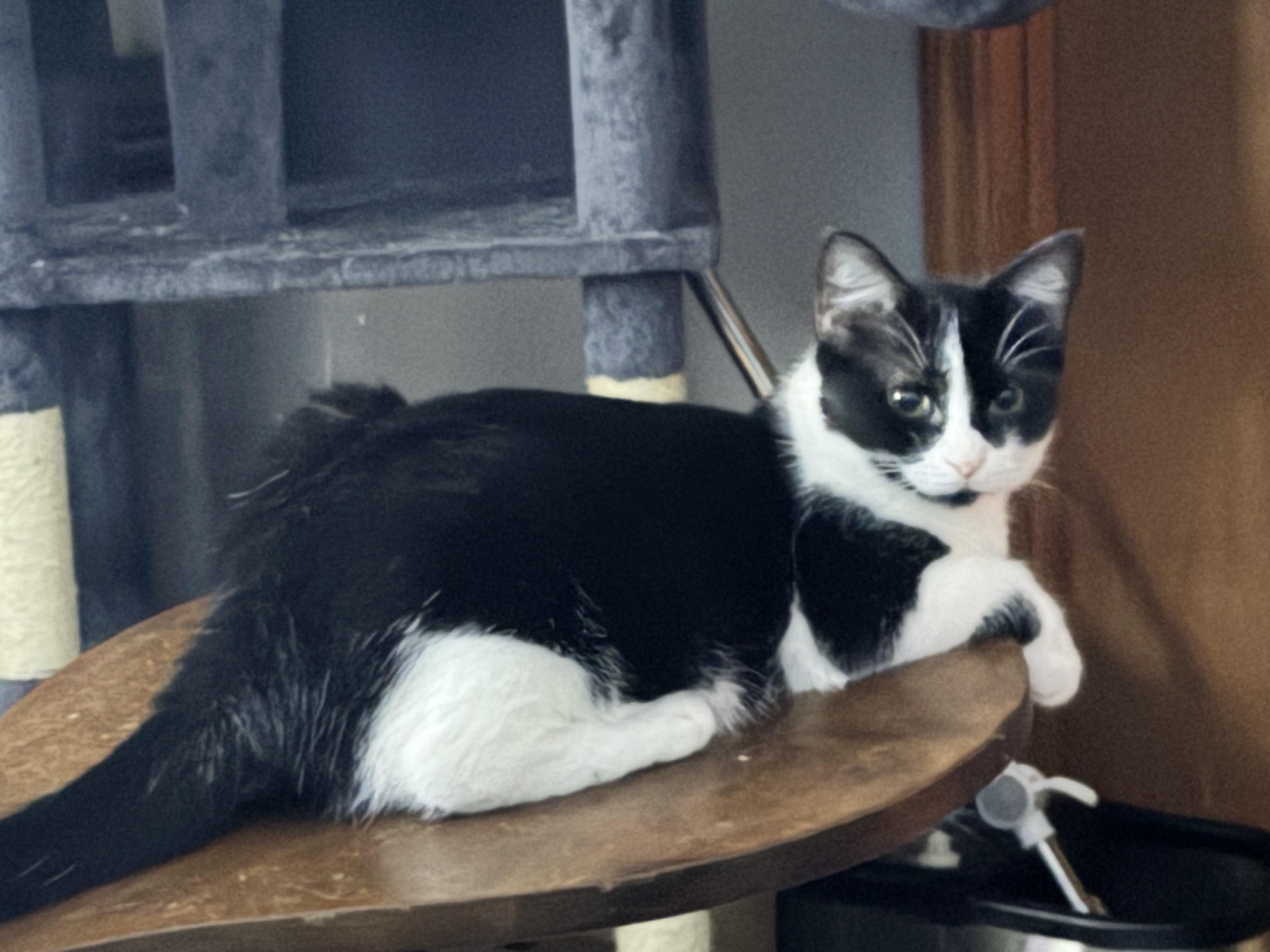 Feather, ADOPTABLE, Young Female Domestic Short Hair.