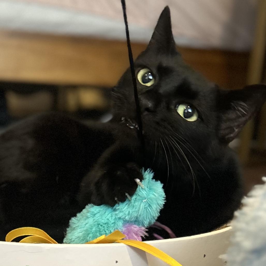 Gummy Bear, Adoptable, Senior Female Domestic Short Hair.