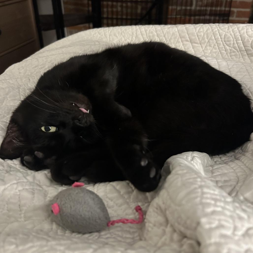 Enlarge Gummy Bear, a Adoptable Domestic Short Hair in Philadelphia, PA image 2/6