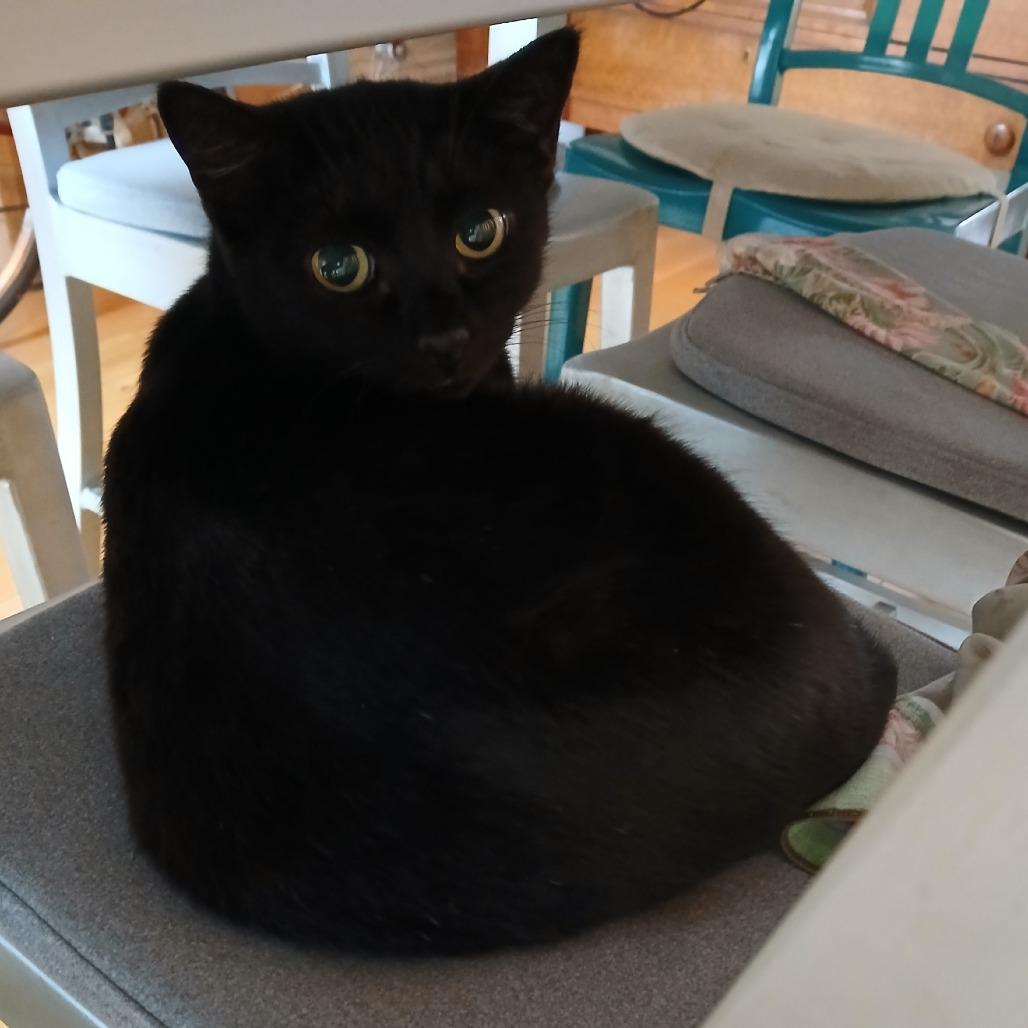 Enlarge Gummy Bear, a Adoptable Domestic Short Hair in Philadelphia, PA image 3/6