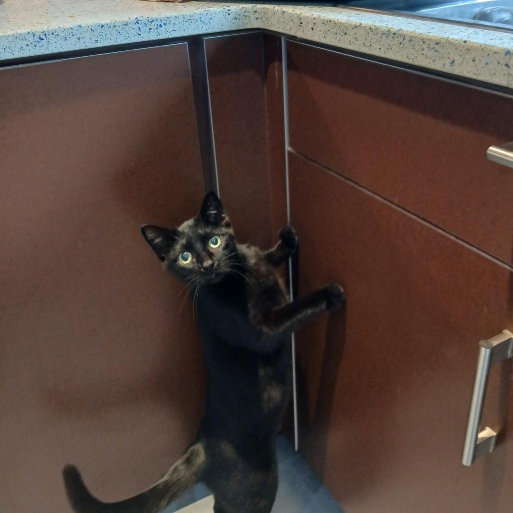 Enlarge Gummy Bear, a Adoptable Domestic Short Hair in Philadelphia, PA image 4/6