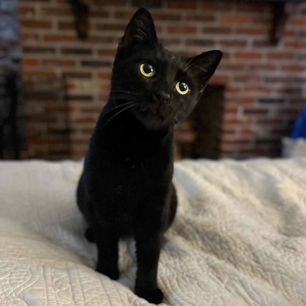 Enlarge Gummy Bear, a Adoptable Domestic Short Hair in Philadelphia, PA image 5/6