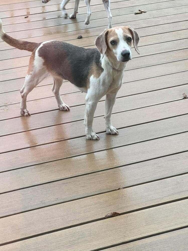 Enlarge Arlette - adoption pending, a Adoptable Beagle in Shawnee Mission, KS image 1/2