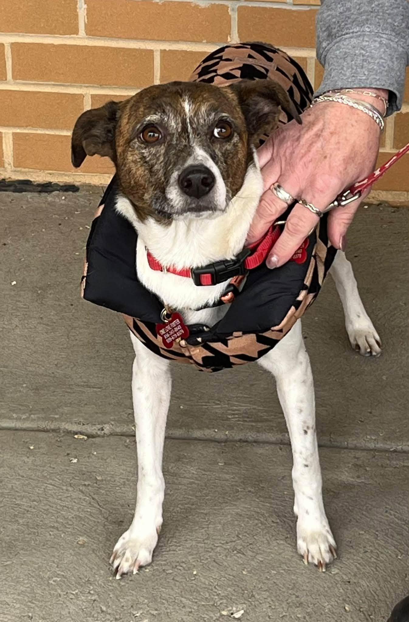 Pixie, Adoptable, Young Female Jack Russell Terrier.