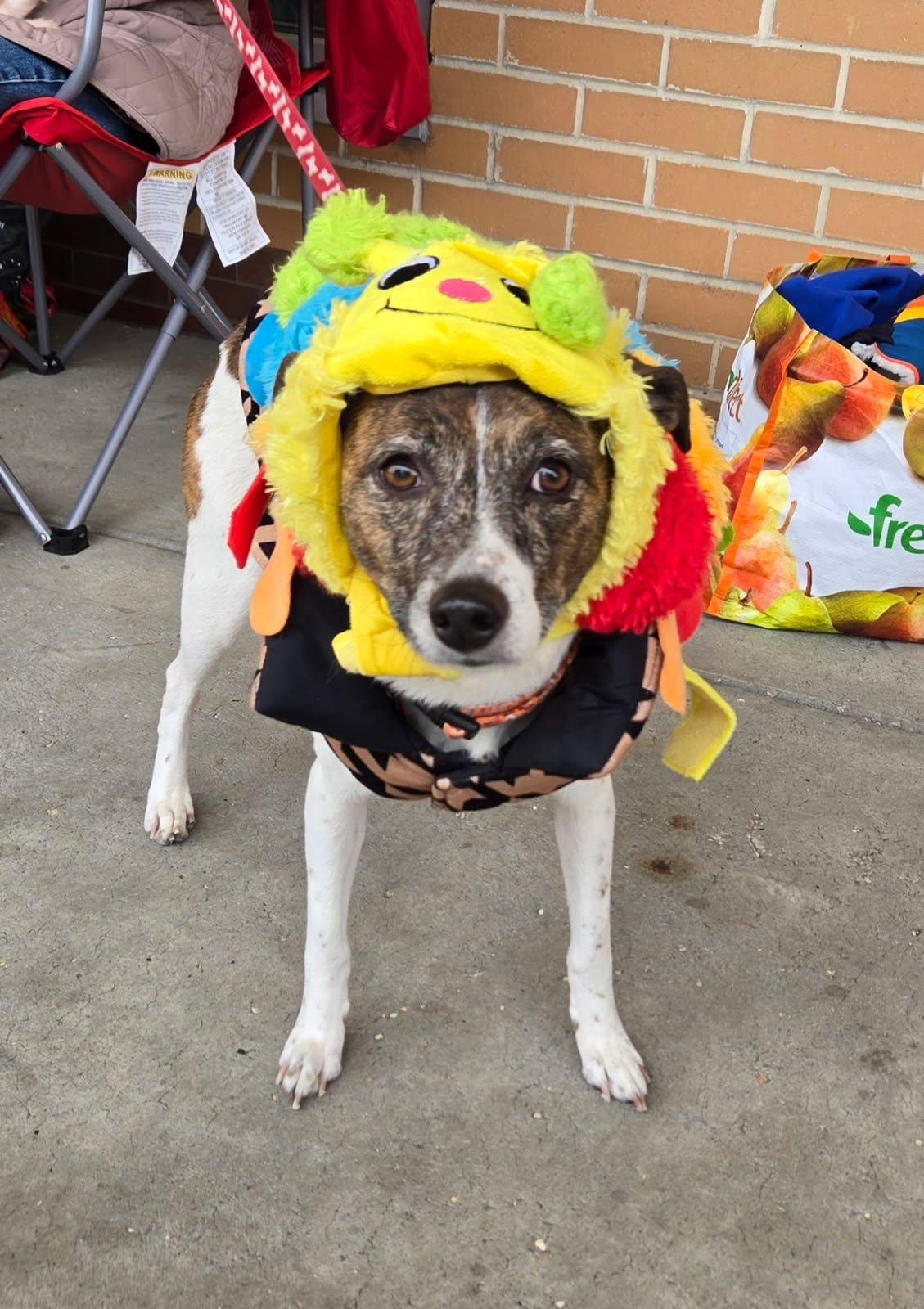 Enlarge Pixie, a Adoptable Jack Russell Terrier in Blackwood, NJ image 2/3