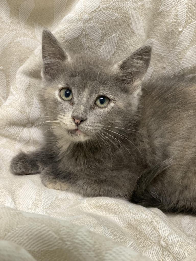 Enlarge Grettal, a Adoptable Domestic Short Hair in Decorah, IA image 1/3