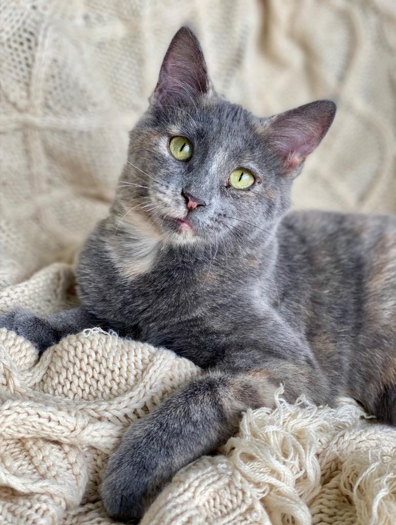 Enlarge Grettal, a Adoptable Domestic Short Hair in Decorah, IA image 2/5