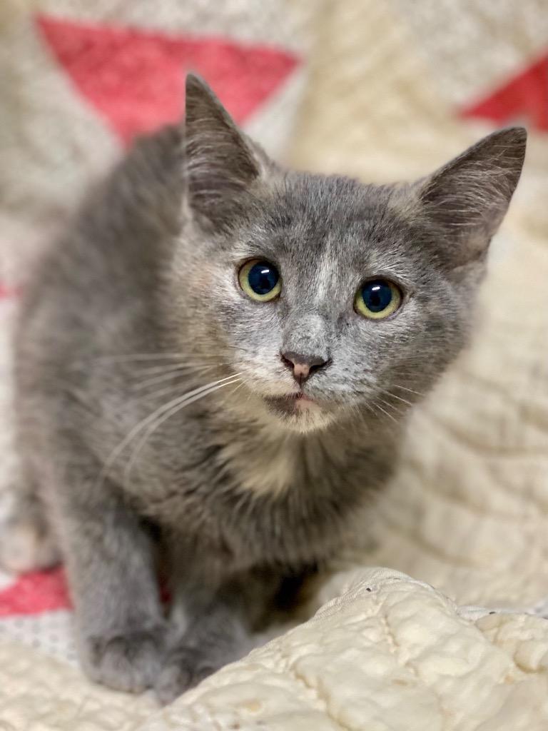 Enlarge Grettal, a Adoptable Domestic Short Hair in Decorah, IA image 2/3