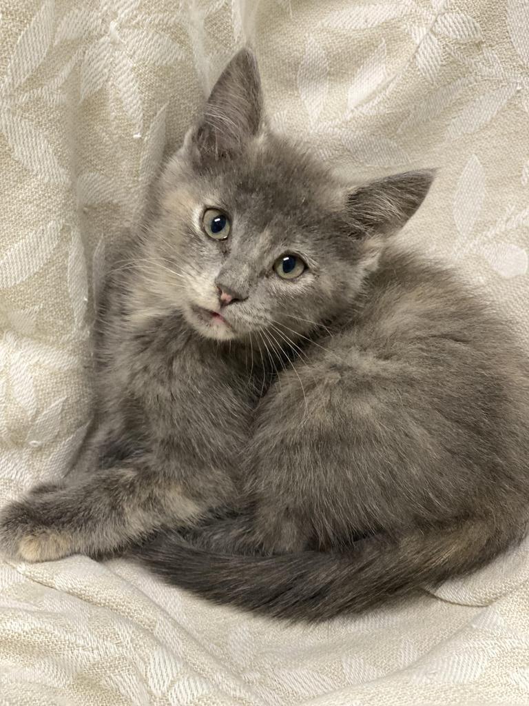 Enlarge Grettal, a Adoptable Domestic Short Hair in Decorah, IA image 3/3