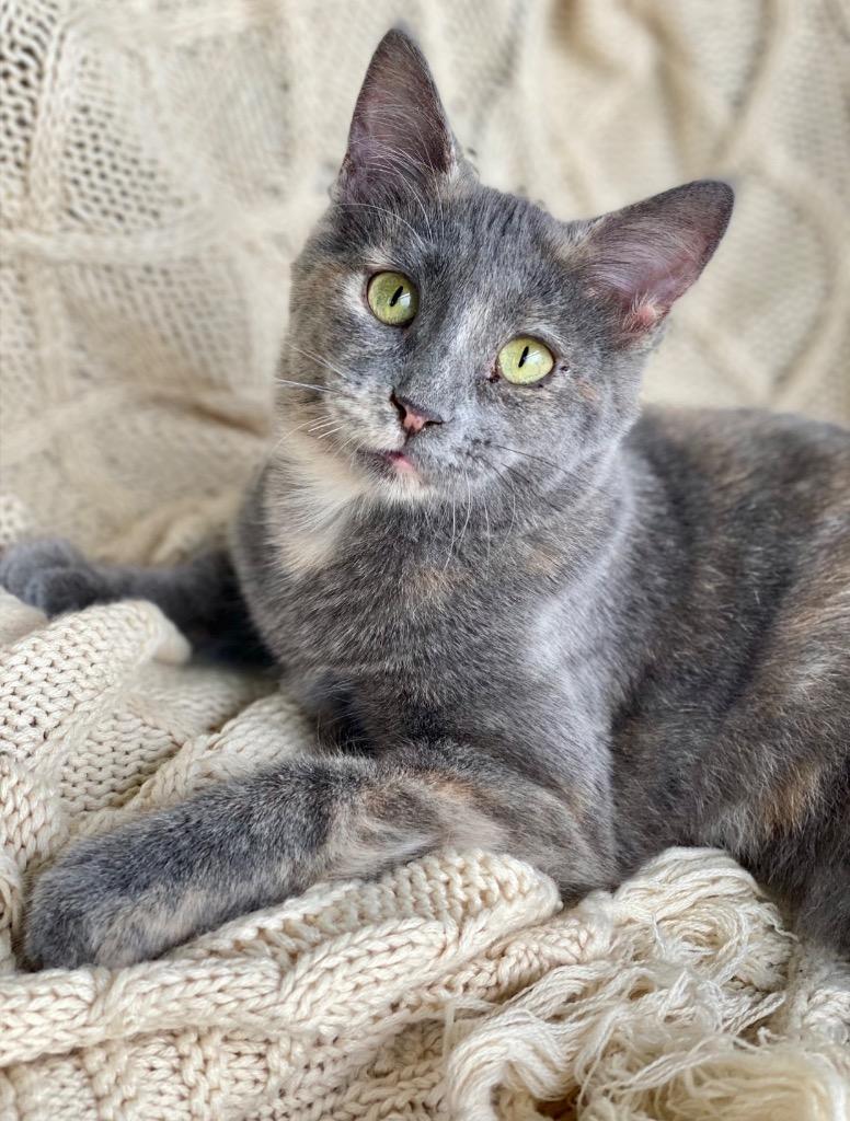 Enlarge Grettal, a Adoptable Domestic Short Hair in Decorah, IA image 5/5