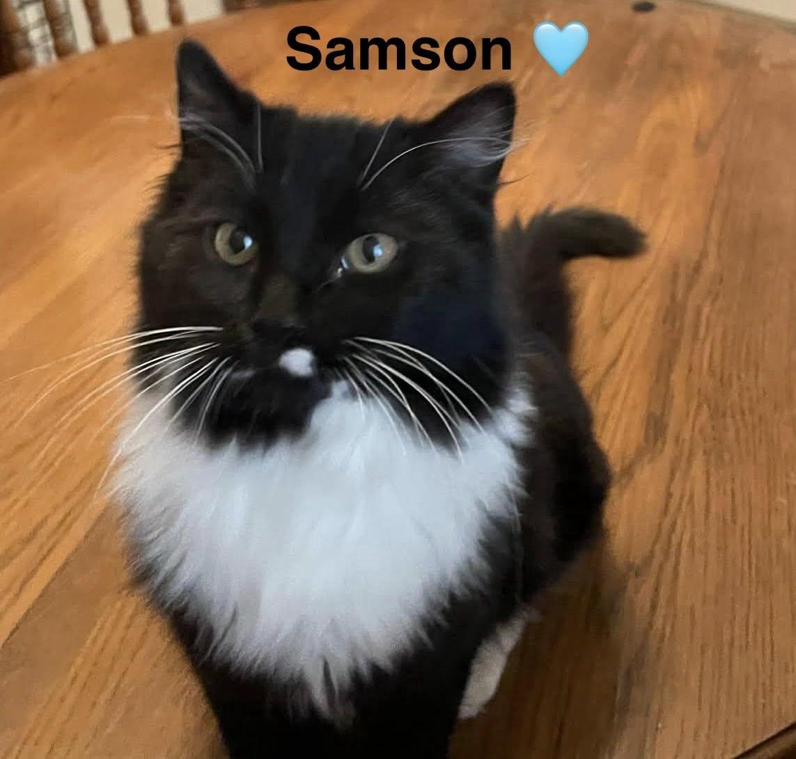 Enlarge Sampson, a ADOPTABLE Tuxedo in Beckley, WV image 1/1