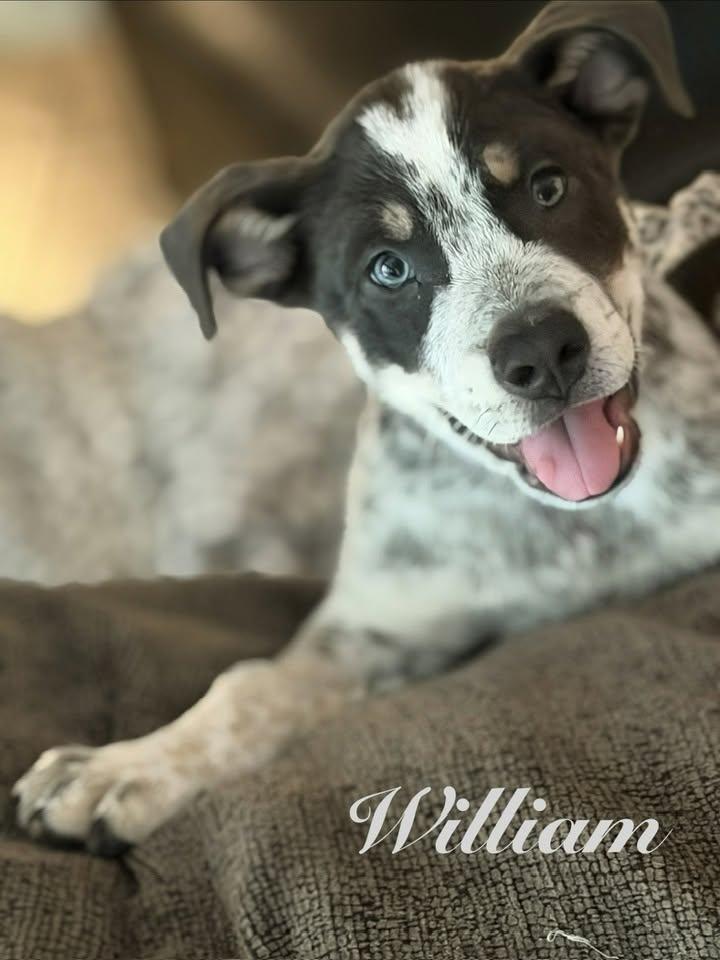 William, Adoptable, Puppy Male Australian Cattle Dog / Blue Heeler.
