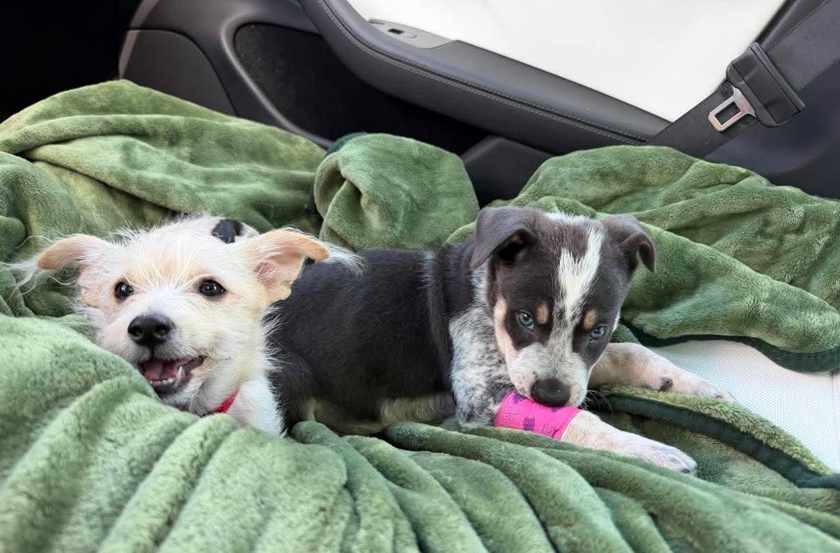 Enlarge William, a Adoptable Australian Cattle Dog / Blue Heeler in Tempe, AZ image 2/6