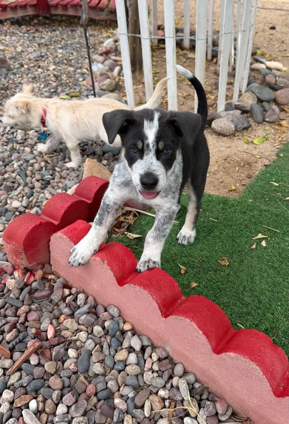 Enlarge William, a Adoptable Australian Cattle Dog / Blue Heeler in Tempe, AZ image 3/6