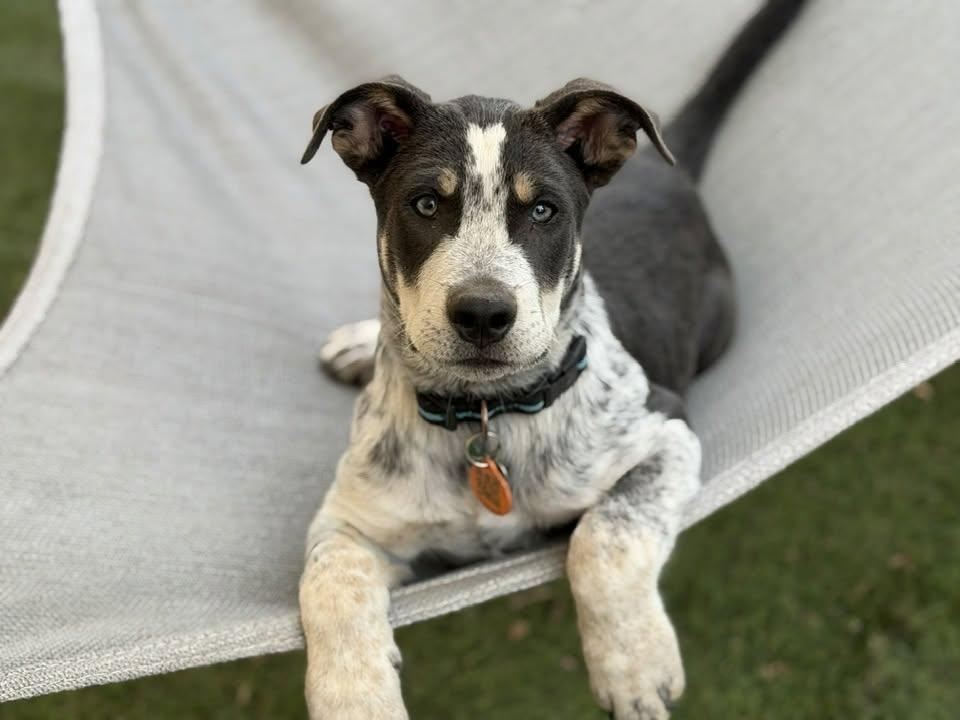 Enlarge William, a Adoptable Australian Cattle Dog / Blue Heeler in Tempe, AZ image 4/6
