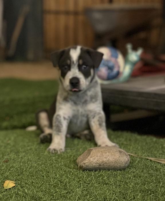Enlarge William, a Adoptable Australian Cattle Dog / Blue Heeler in Tempe, AZ image 5/6