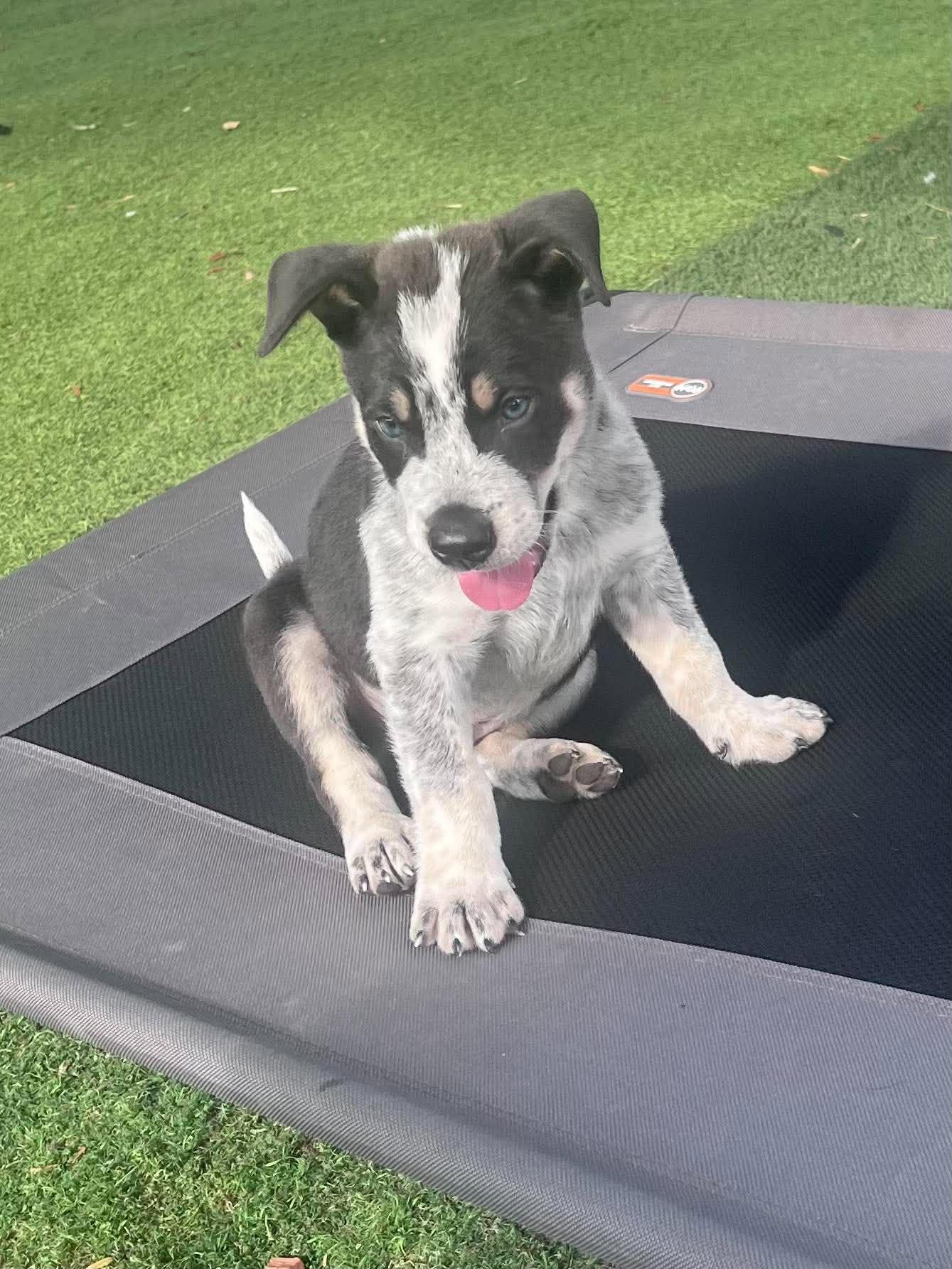 Enlarge William, a Adoptable Australian Cattle Dog / Blue Heeler in Tempe, AZ image 6/6