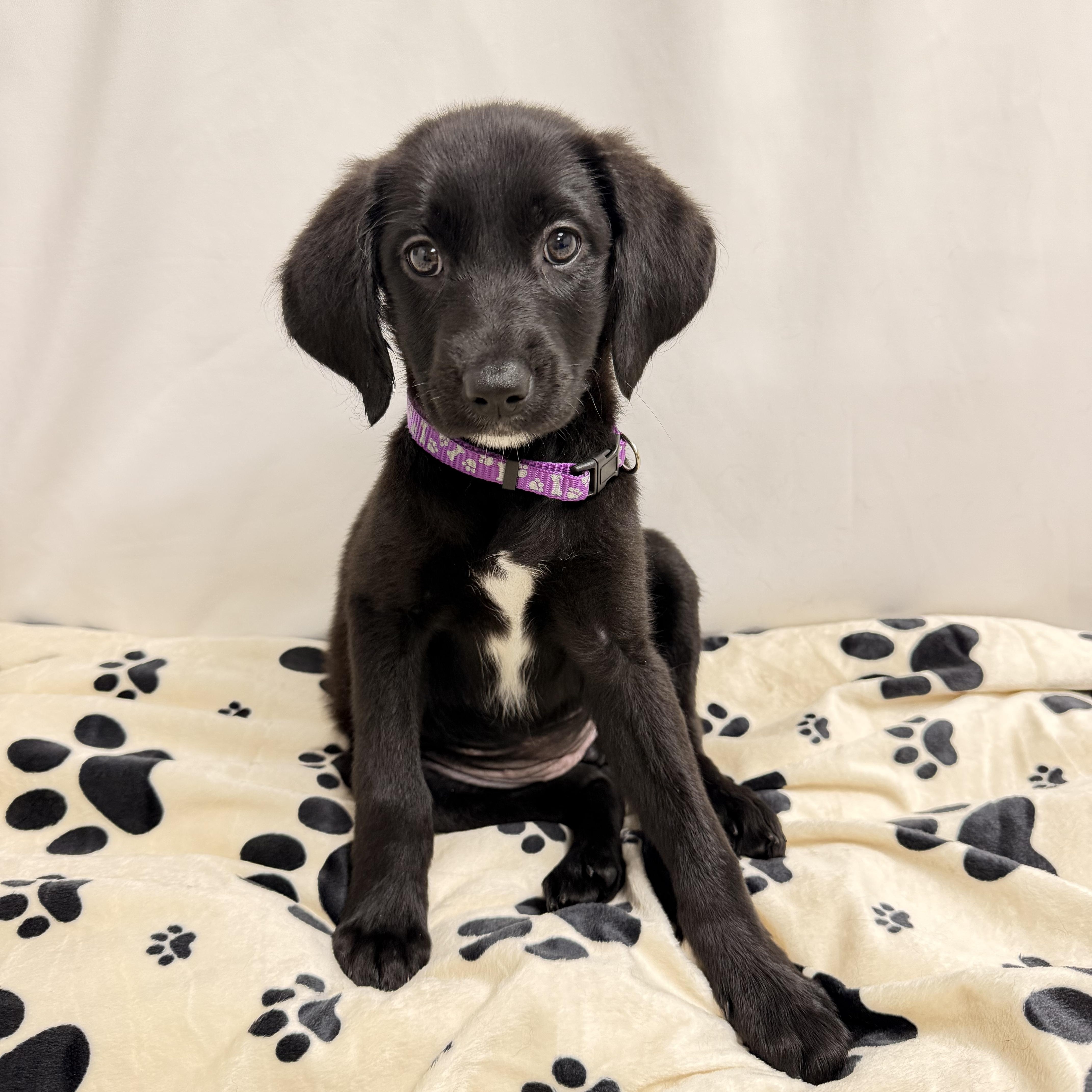 Alfie the female Labradoodle puppy, a Adoptable mixed breed in Muskego, WI image 1/5
