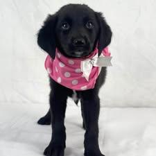 Alfie the female Labradoodle puppy, a Adoptable mixed breed in Muskego, WI image 2/5