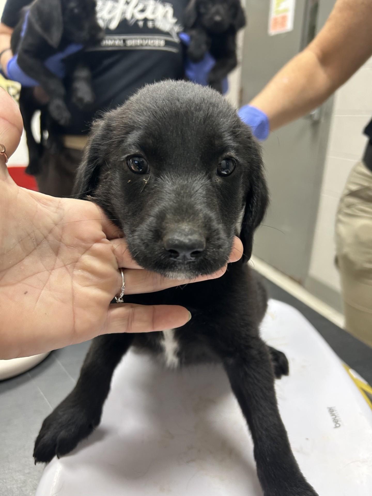Alfie the female Labradoodle puppy, a Adoptable mixed breed in Muskego, WI image 3/5