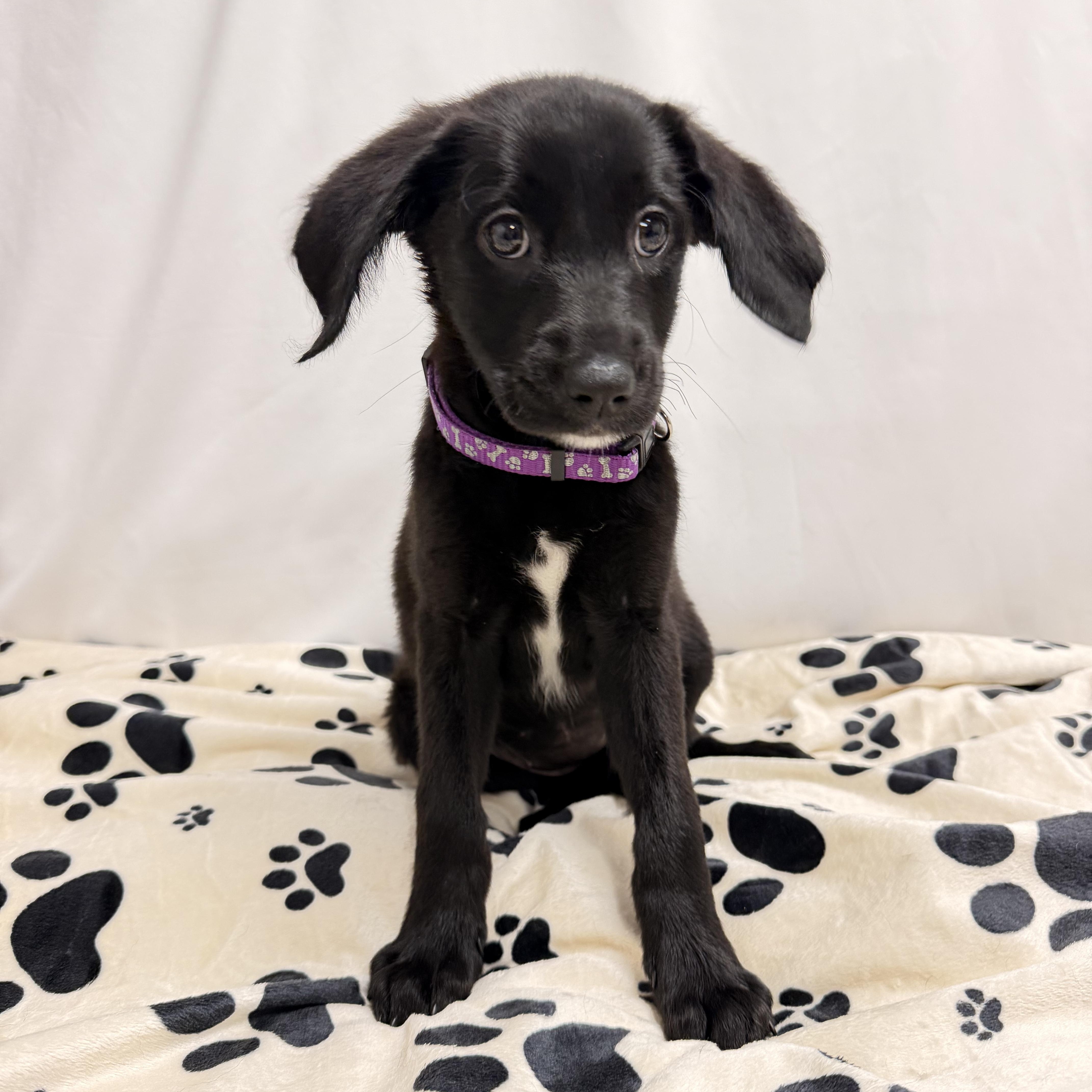 Alfie the female Labradoodle puppy, a Adoptable mixed breed in Muskego, WI image 4/5