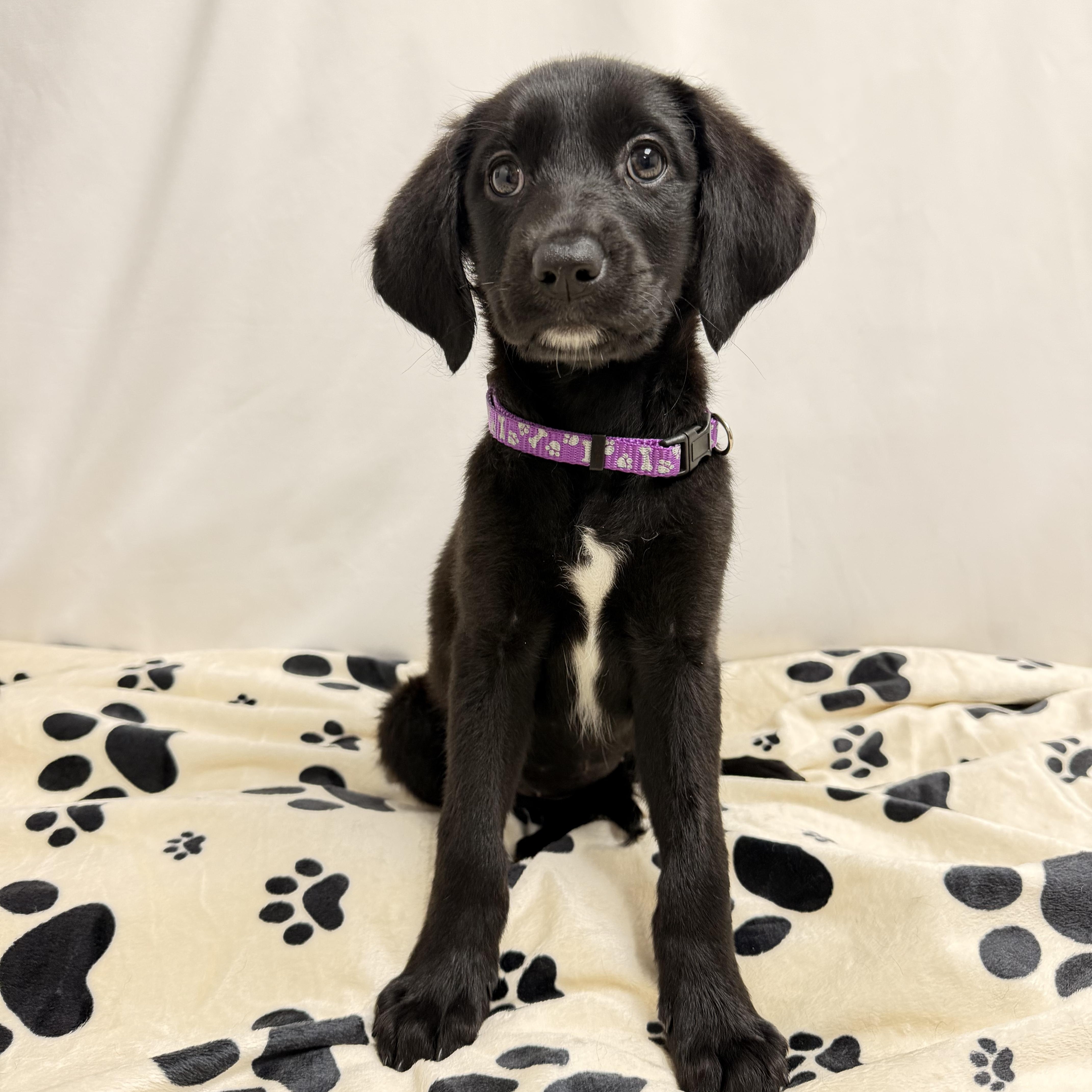 Alfie the female Labradoodle puppy, a Adoptable mixed breed in Muskego, WI image 5/5