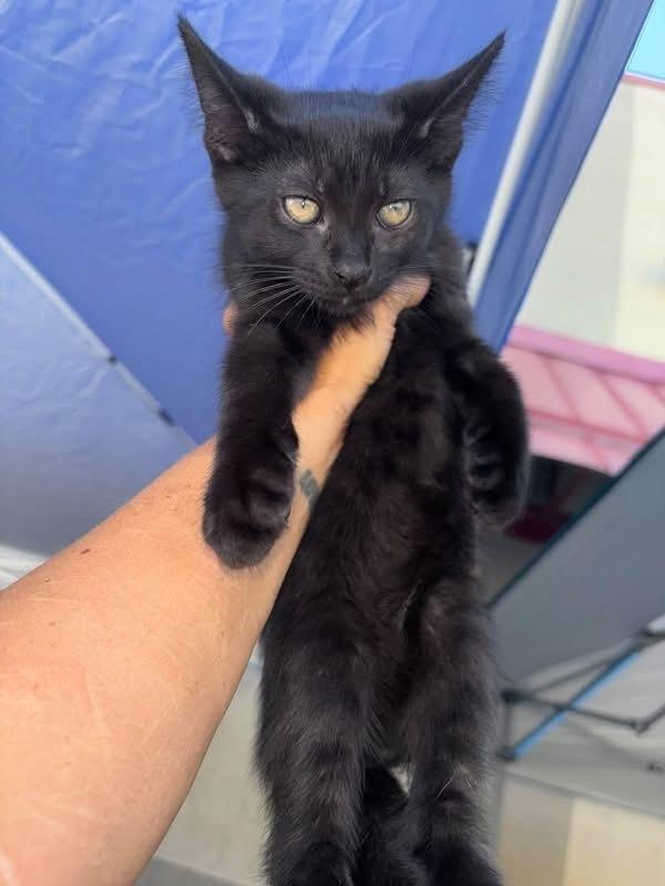 Enlarge Ivan, a Adoptable mixed breed in Dorr, MI image 2/4