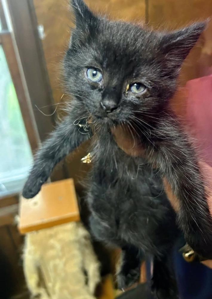 Enlarge Ivan, a Adoptable mixed breed in Dorr, MI image 4/4
