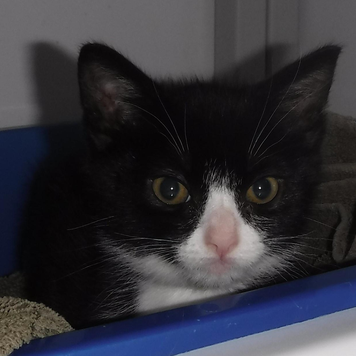 Harlequin - So Much Fun, a ADOPTABLE Tuxedo in Hoquiam, WA image 2/5